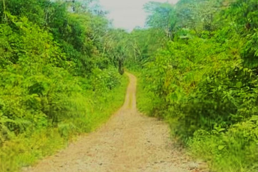 A dirt road through the jungle seen from the front seat